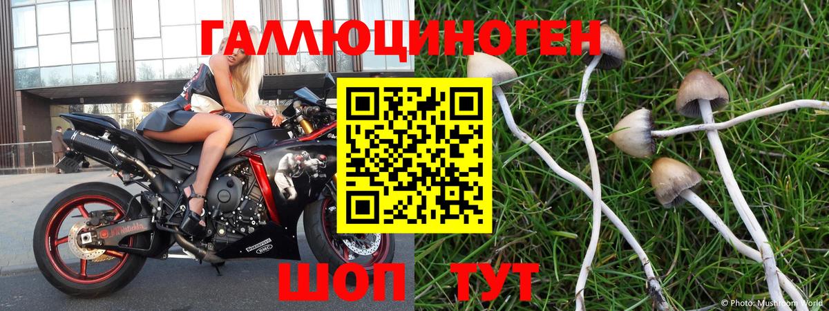Галлюциногенные грибы Psilocybine cubensis Дубна